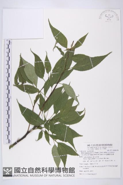 臺灣青莢葉藏品圖，第1張