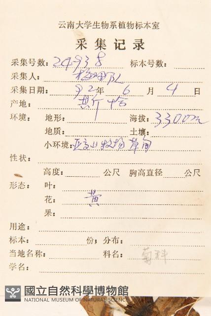 川藏蒲公英藏品圖，第2張