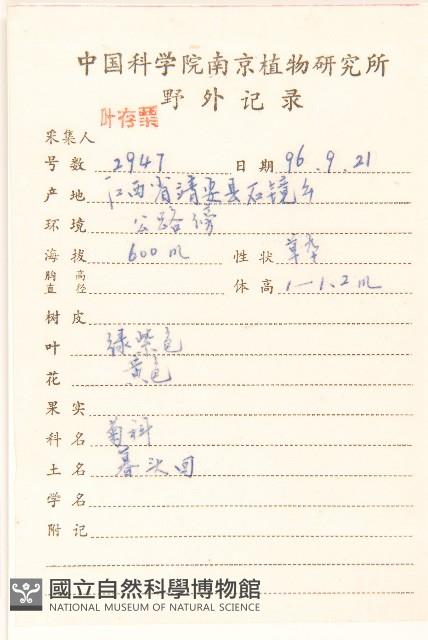 抱莖苦菜藏品圖，第2張