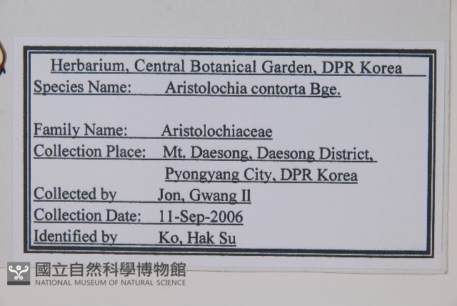 北馬兜鈴藏品圖，第2張