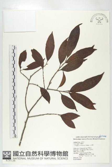 山紅柿藏品圖，第1張