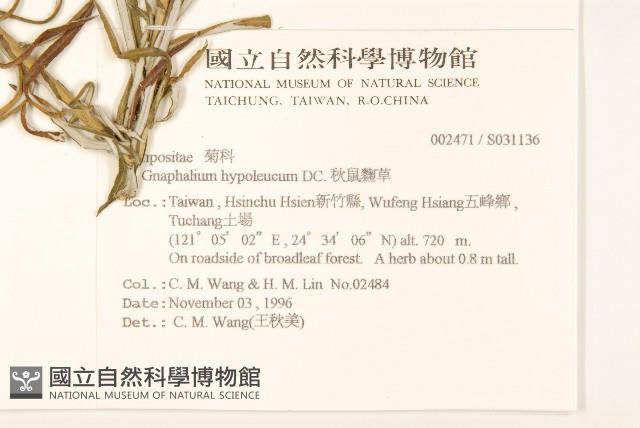 秋鼠麴草藏品圖，第2張