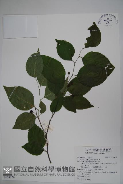 草野氏冬青藏品圖，第1張