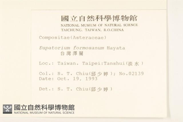 臺灣澤蘭藏品圖，第2張