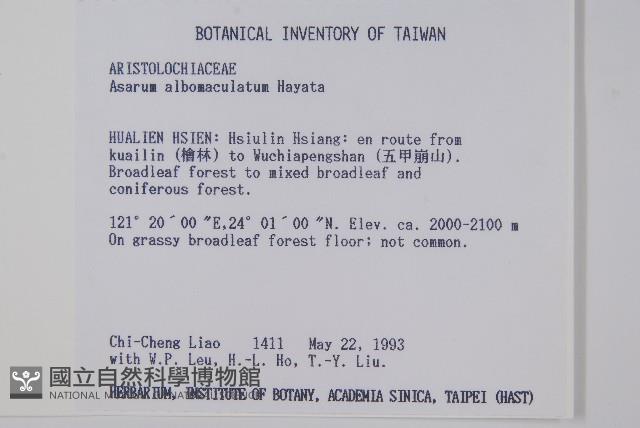 白斑細辛藏品圖，第2張