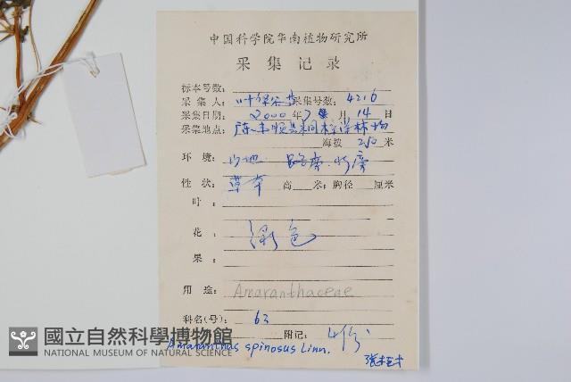 刺莧藏品圖，第2張
