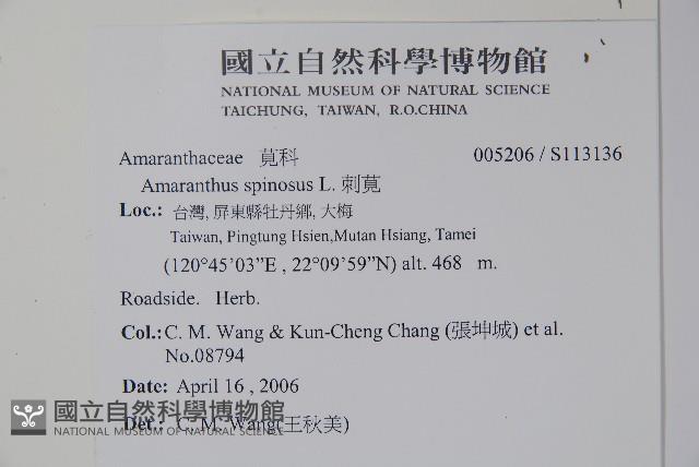 Thorny amaranth Collection Image, Figure 2, Total 2 Figures