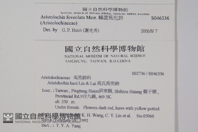 蜂窩馬兜鈴藏品圖，第2張