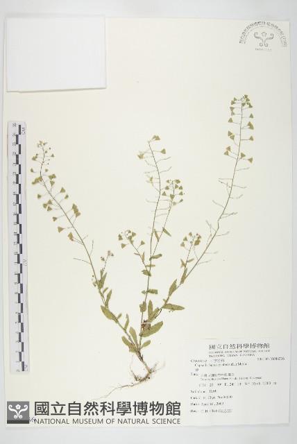 薺藏品圖，第1張