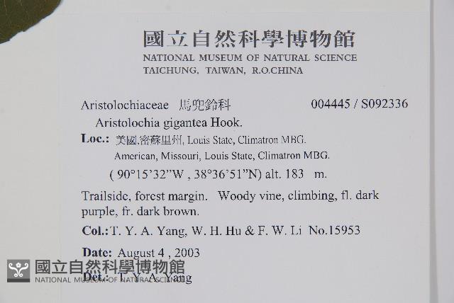 巨花馬兜鈴藏品圖，第2張