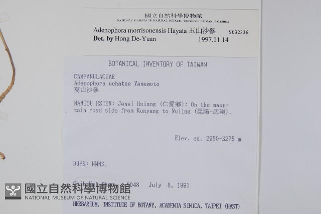 玉山沙參藏品圖，第2張