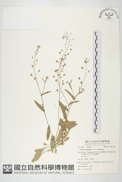 薺藏品圖，第1張