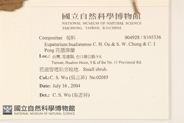 花蓮澤蘭藏品圖，第2張