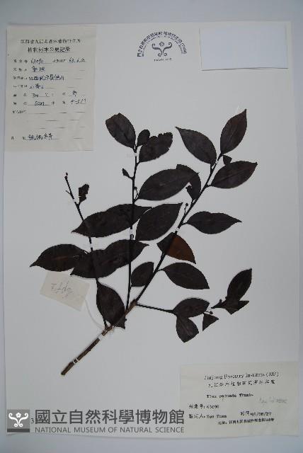 鐵冬青藏品圖，第1張