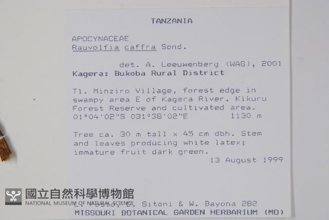 非洲奎寧樹藏品圖，第2張