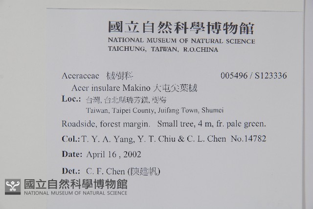 大屯尖葉槭, 川上氏槭藏品圖，第2張
