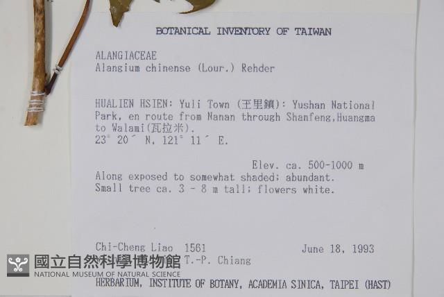 華八角楓藏品圖，第2張