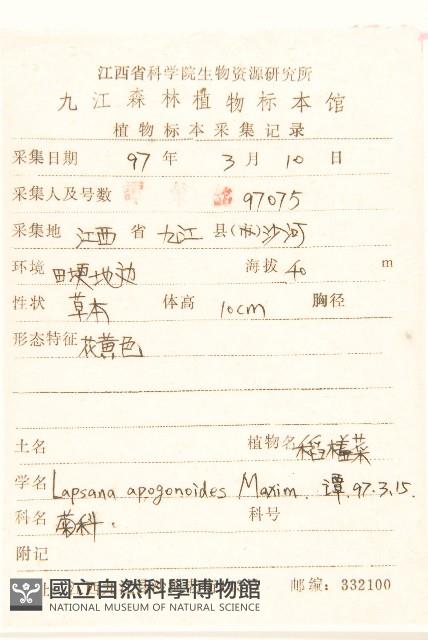 稻槎菜藏品圖，第2張