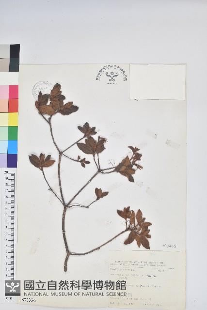 金毛杜鵑藏品圖，第1張