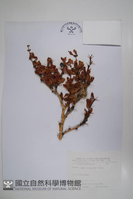 玉山小蘗藏品圖，第1張