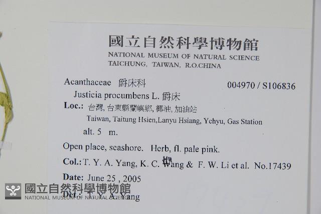 爵床藏品圖，第2張