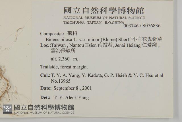 小白花鬼針藏品圖，第2張