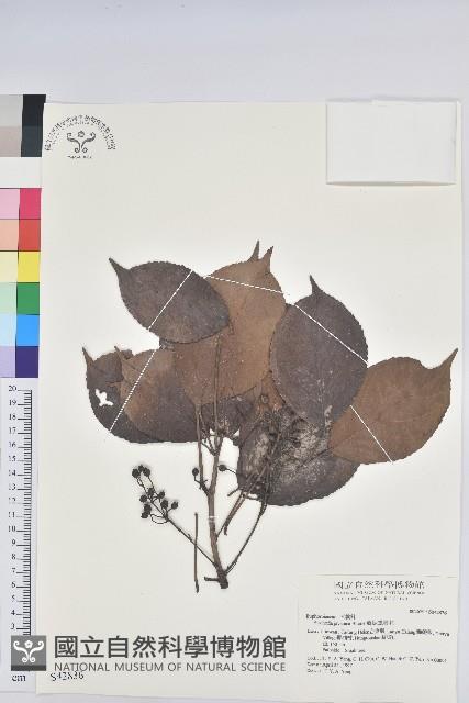 茄苳、重陽木藏品圖，第1張