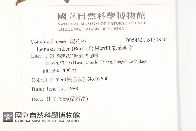 銳葉牽牛藏品圖，第2張