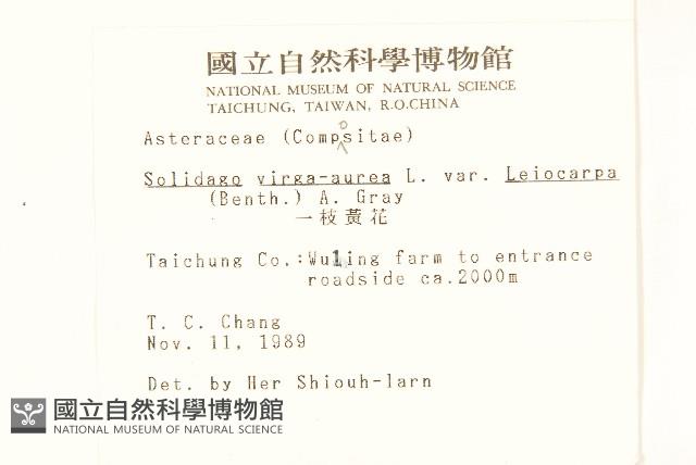 一枝黃花藏品圖，第2張