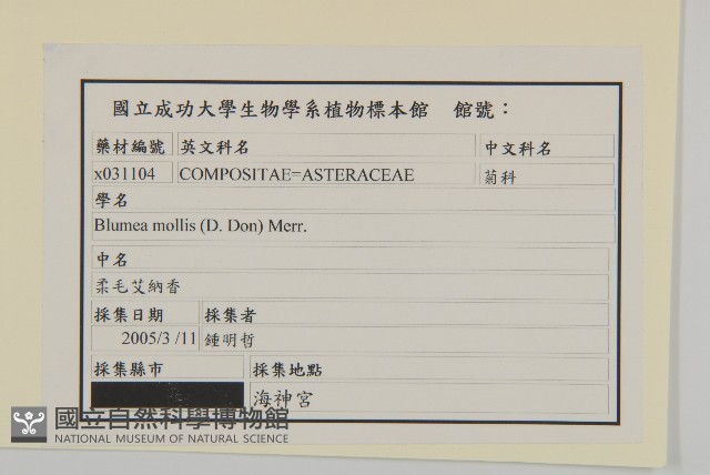 柔毛艾納香藏品圖，第2張