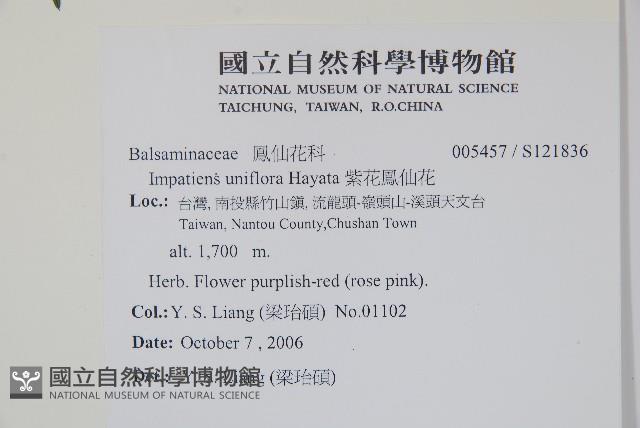 紫花鳳仙花藏品圖，第2張