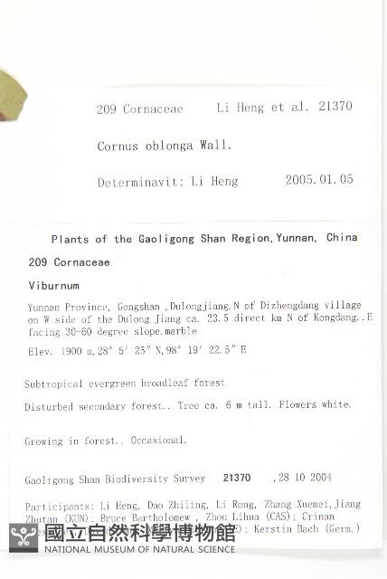 短圓葉棶木藏品圖，第2張