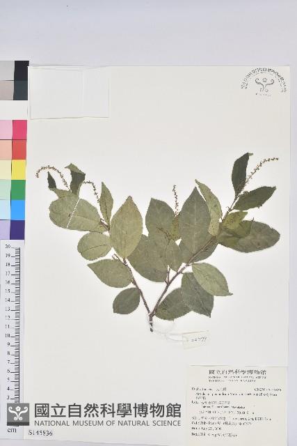 枯里珍藏品圖，第1張