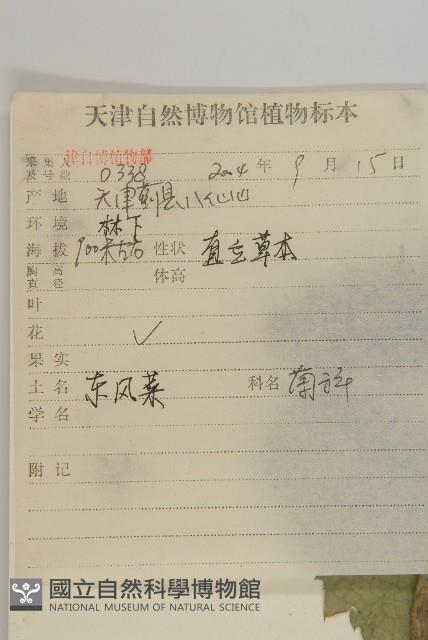 東風菜藏品圖，第2張