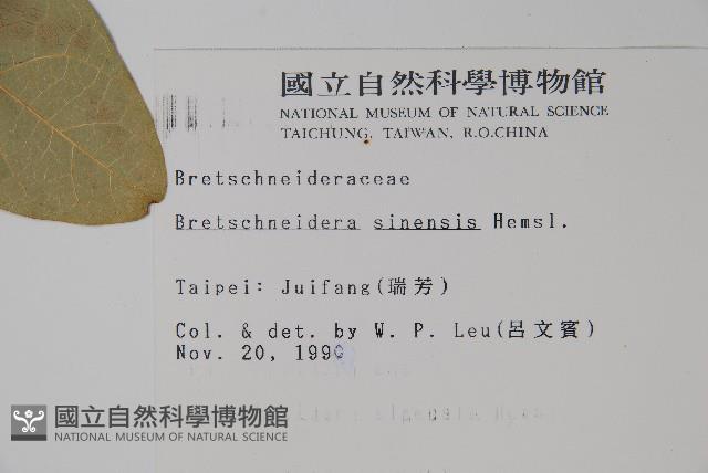 鐘萼木藏品圖，第2張