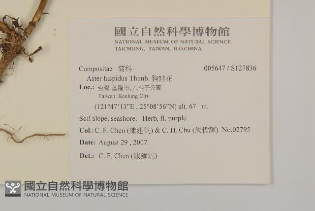 狗娃花藏品圖，第2張