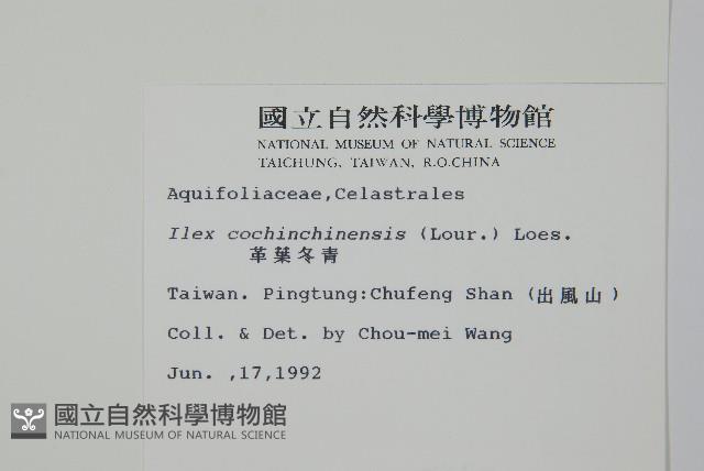 革葉冬青藏品圖，第2張