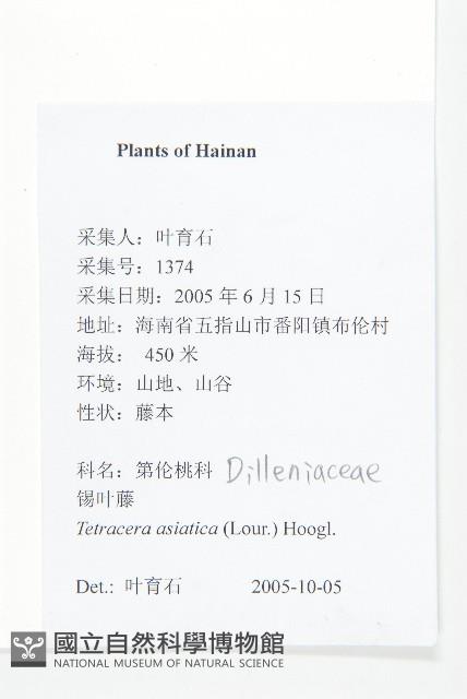 錫葉藤藏品圖，第2張