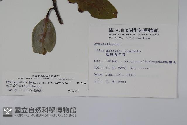 松田氏冬青藏品圖，第2張