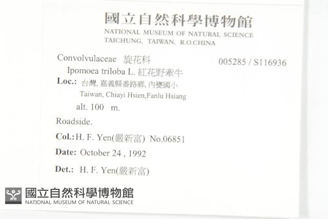 紅花野牽牛藏品圖，第2張