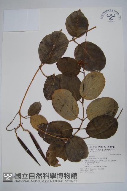 爬森藤藏品圖，第1張