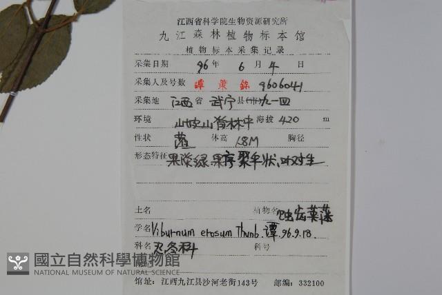 松田氏莢迷、宜昌莢迷藏品圖，第2張