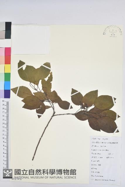 白臼藏品圖，第1張