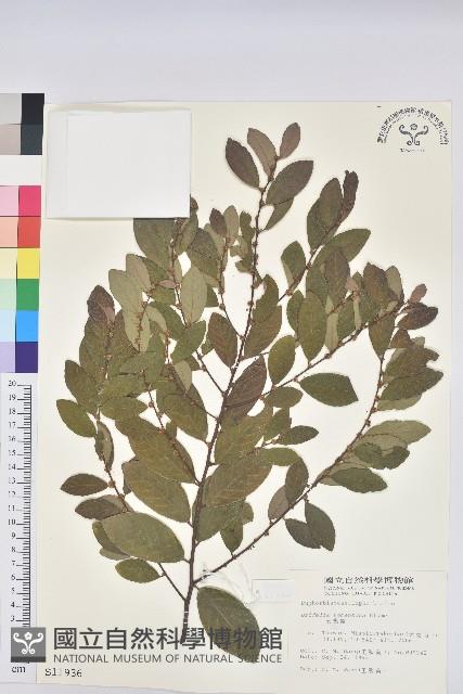 土密樹藏品圖，第1張