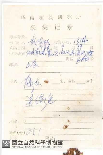 日本菟絲子藏品圖，第2張