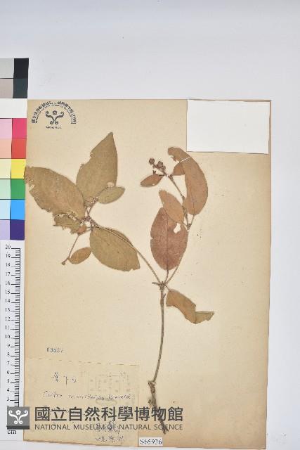 裡白巴豆藏品圖，第1張