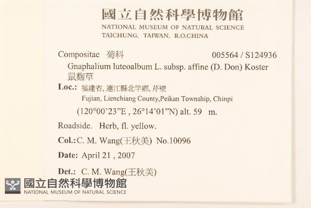 鼠麴草藏品圖，第2張