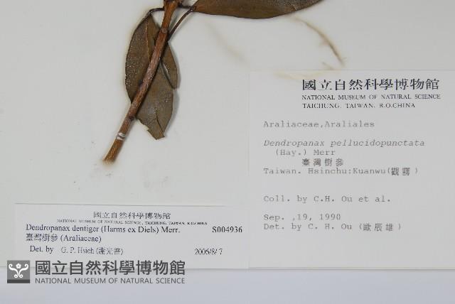 臺灣樹參藏品圖，第2張