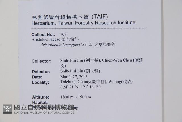 大葉馬兜鈴藏品圖，第2張