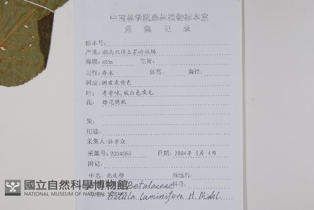 亮葉樺藏品圖，第2張